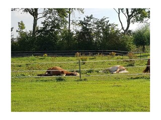 Maison de vacances Renesse Enregistrement extérieur 24