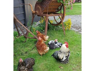 Maison de vacances Renesse Enregistrement extérieur 29