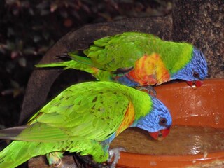 ein Besuch im Loro Parque lohnt sich immer