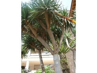 Vakantieappartement Puerto de la Cruz Buitenaudio-opname 10