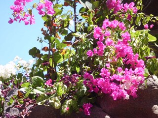 Appartamento per vacanze Puerto de la Cruz Ambiente 29