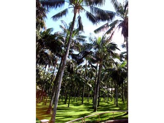 Appartamento per vacanze Puerto de la Cruz Ambiente 30