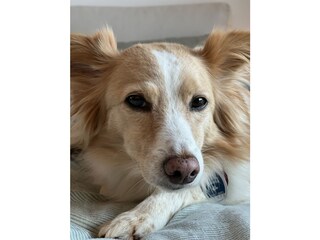 La Caramella Findelhund aus Ostuni & Namenspatin