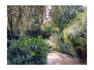 Blick in den Garten vom Gartenzimmer