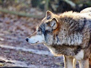 Tierwildpark in der nähe