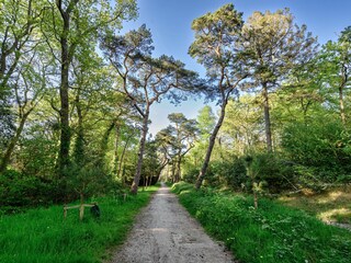 Berger Wald