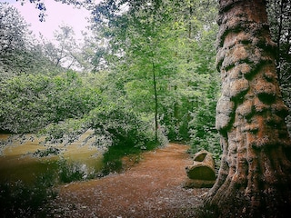 Naturschutzgebiet „Het Gentbos“: Wander- und Spielwald