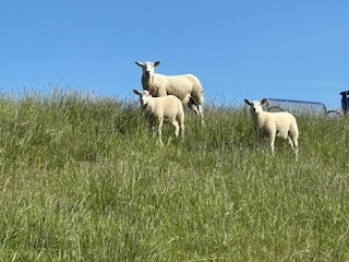 Vakantieappartement Tossens Buitenaudio-opname 14