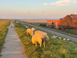 Vakantieappartement Tossens Buitenaudio-opname 36