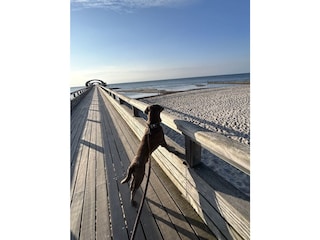 Hund liebt die Seebrücke
