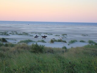 Ausritt in der Abendämmerung am Strand