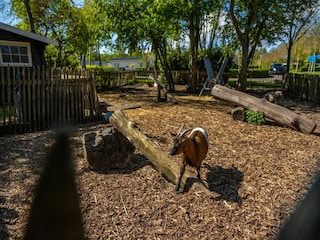 Ferienpark Driehuis  26