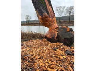 Lebendige Natur
