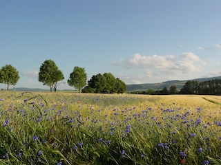 Sommer in den Werraauen