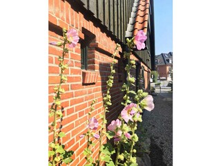 Ferienhaus Neujellingsdorf Außenaufnahme 4