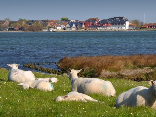 Ferienhaus Neujellingsdorf Außenaufnahme 13