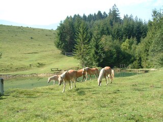 Holiday apartment St. Stefan im Gailtal  21