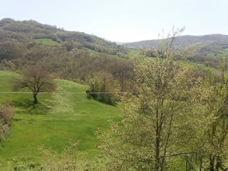 View from the garden