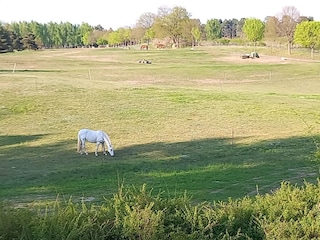 Ausblick aus dem FH OG  auf die Pferdekoppel