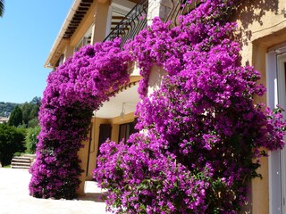 Wunderschöne Bougainvilleas