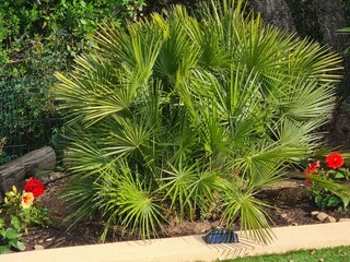 Wunderschöne mediterrane Pflanzen rund um den Swimmingp