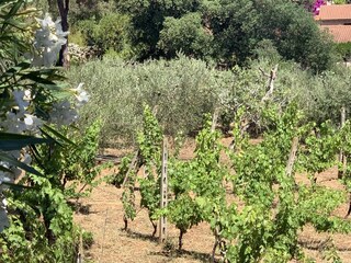 Holiday apartment Italien Outdoor Recording 1