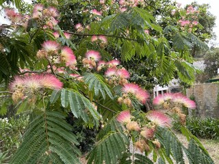 Albizia