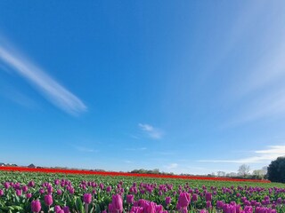 Flowerfields