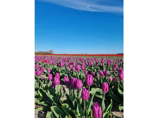 Blumenfelder
