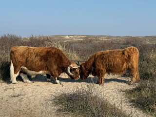 Appartamento per vacanze Egmond aan Zee Ambiente 30