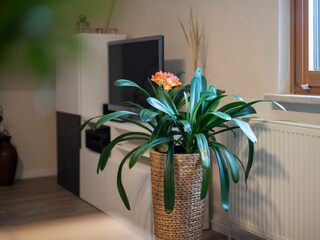 Ferienwohnung Rechlin Außenaufnahme 24