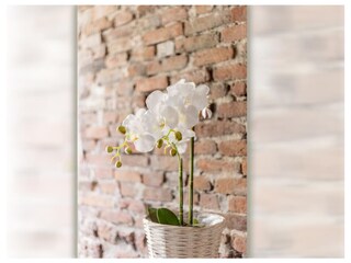 Casa per le vacanze Manslagt Caratteristiche 33