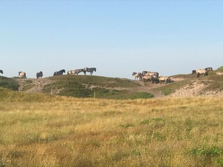 Wildpferde am Krimweg zum Strand Paal 28