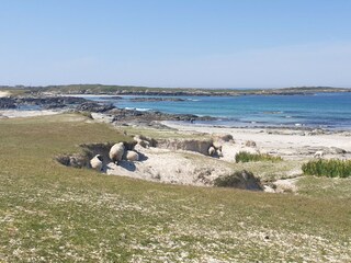 Bungalow Clifden  32