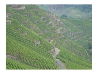 Steillage von Winningen