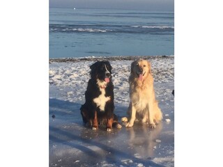 Hundestrand