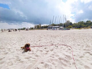 Hundestrände links + rechts