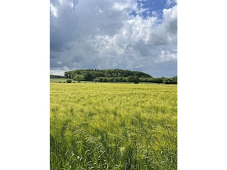 Aussicht auf Felder