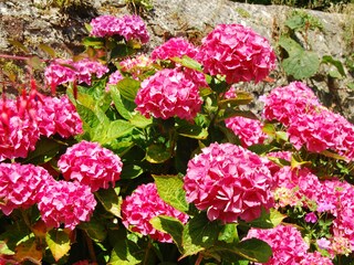 Ferienhaus Amon Winand - Garten