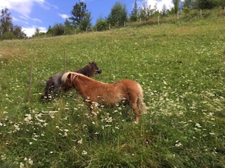 Appartement Bodendorf  20