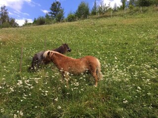 Apartment Bodendorf  20