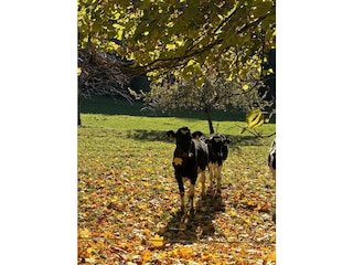 Ferienwohnung St. Märgen Außenaufnahme 11