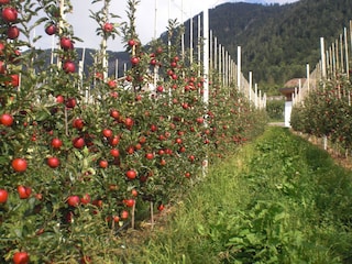 Apfelanlage  Sorte Gala