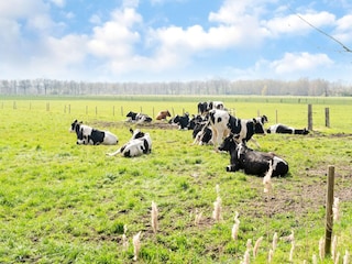 Maison de vacances Hollandscheveld Environnement 20