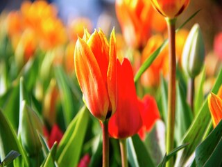 Parque de vacaciones Noordwijk Entorno 19