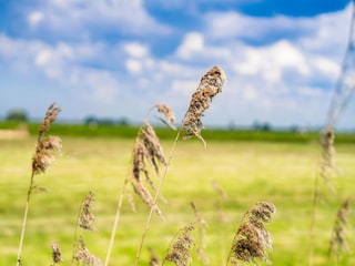 Ferienhaus Leiderdorp  26