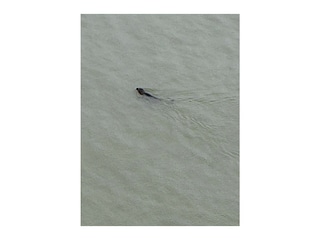 Besuch aus dem Wasser