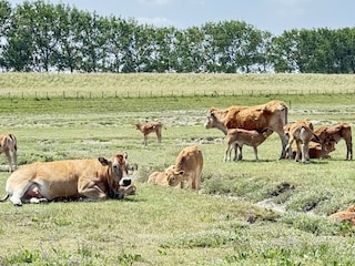 Ferienwohnung Breskens Umgebung 34