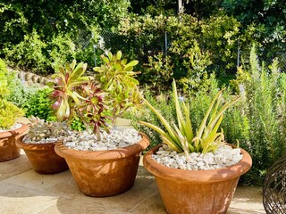 "einfach grün" - Tontöpfe im Licht des Südens