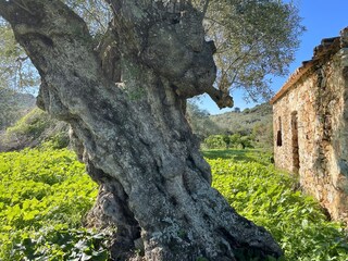 Stille Zeugen - Stein und Olive